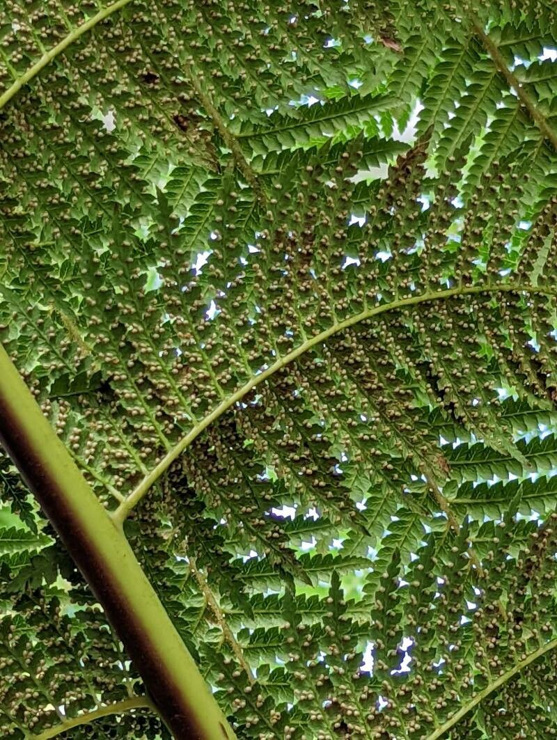 Dicksonia sellowiana fruit