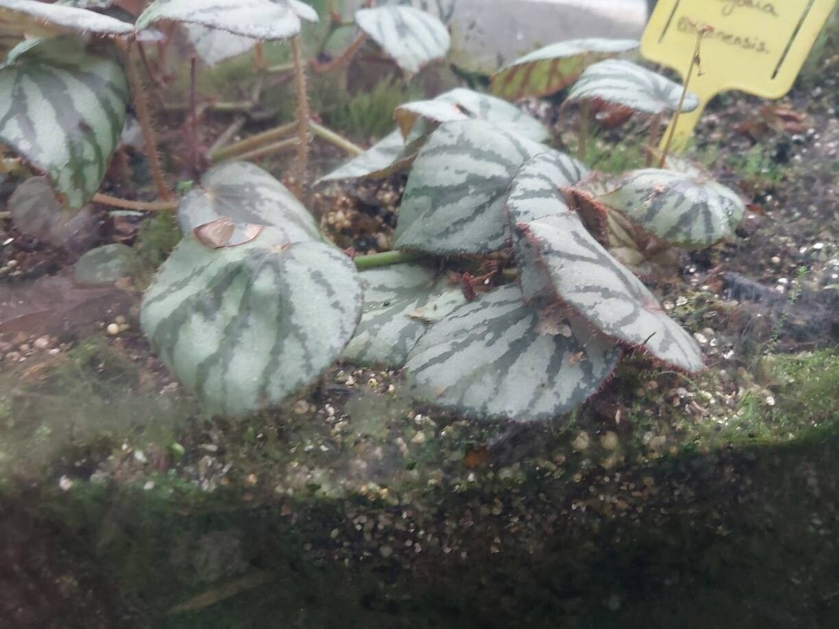 Begonia luzonensis — houseplant care guide