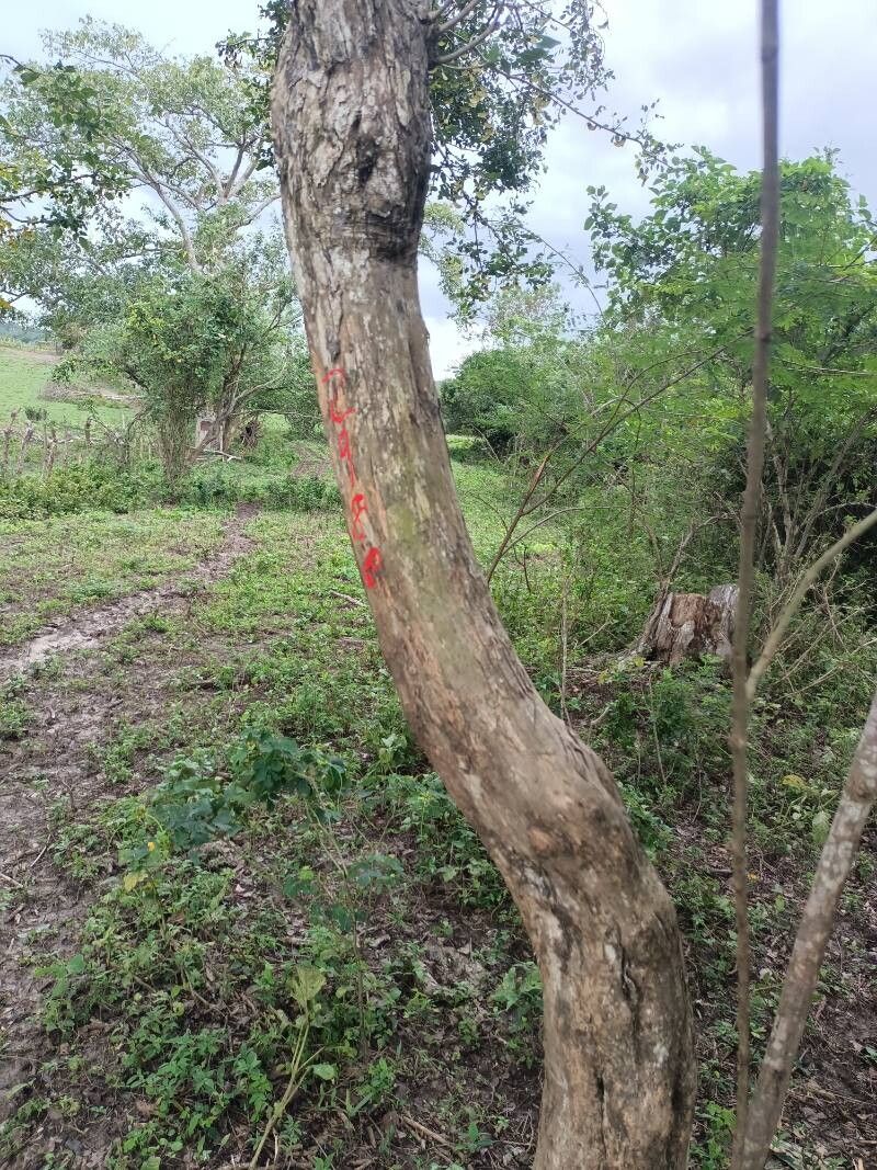 Machaerium arboreum bark