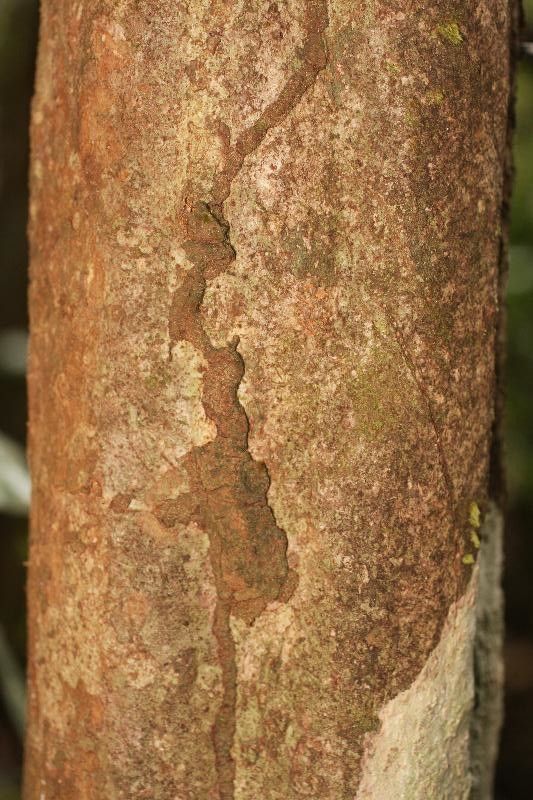 Ptychopetalum olacoides — houseplant care guide