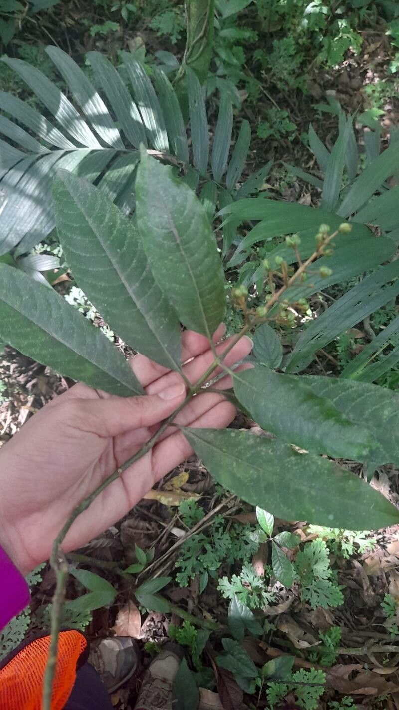 Vismia camparaguey — related species from the same genus