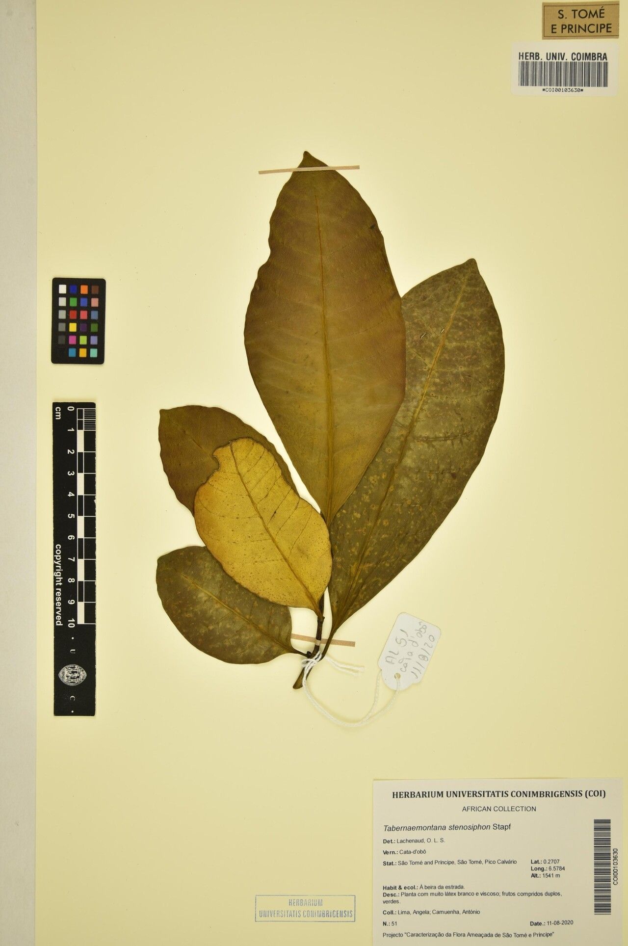 Tabernaemontana stenosiphon other