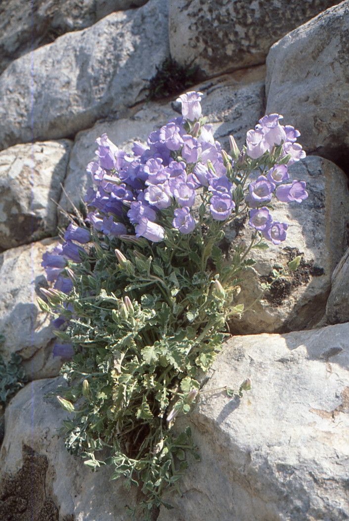 Campanula tomentosa flower