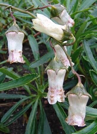 Campanula vidalii flower