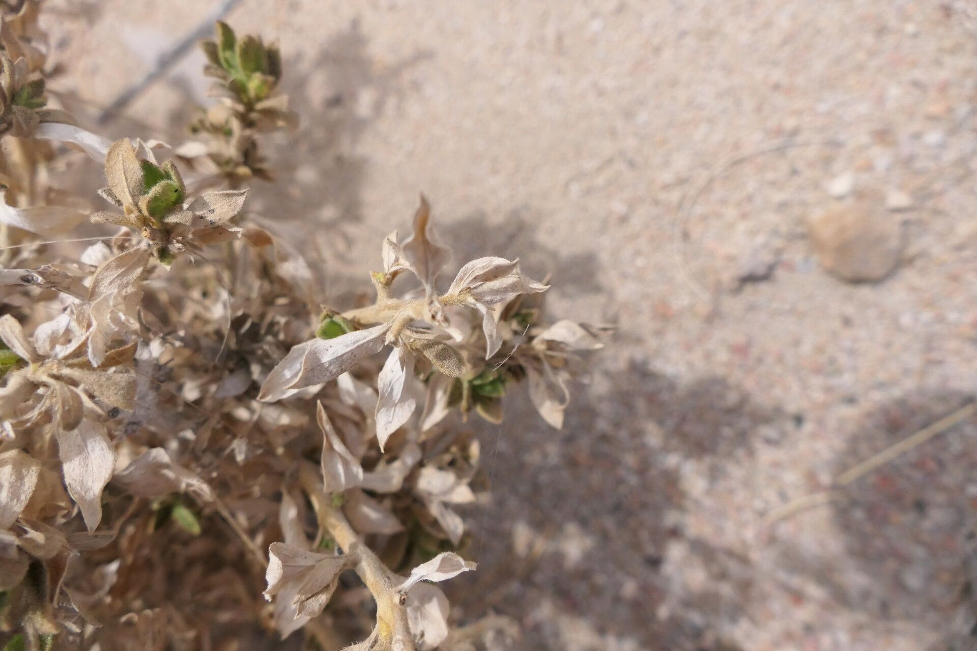 Petalidium setosum — houseplant care guide