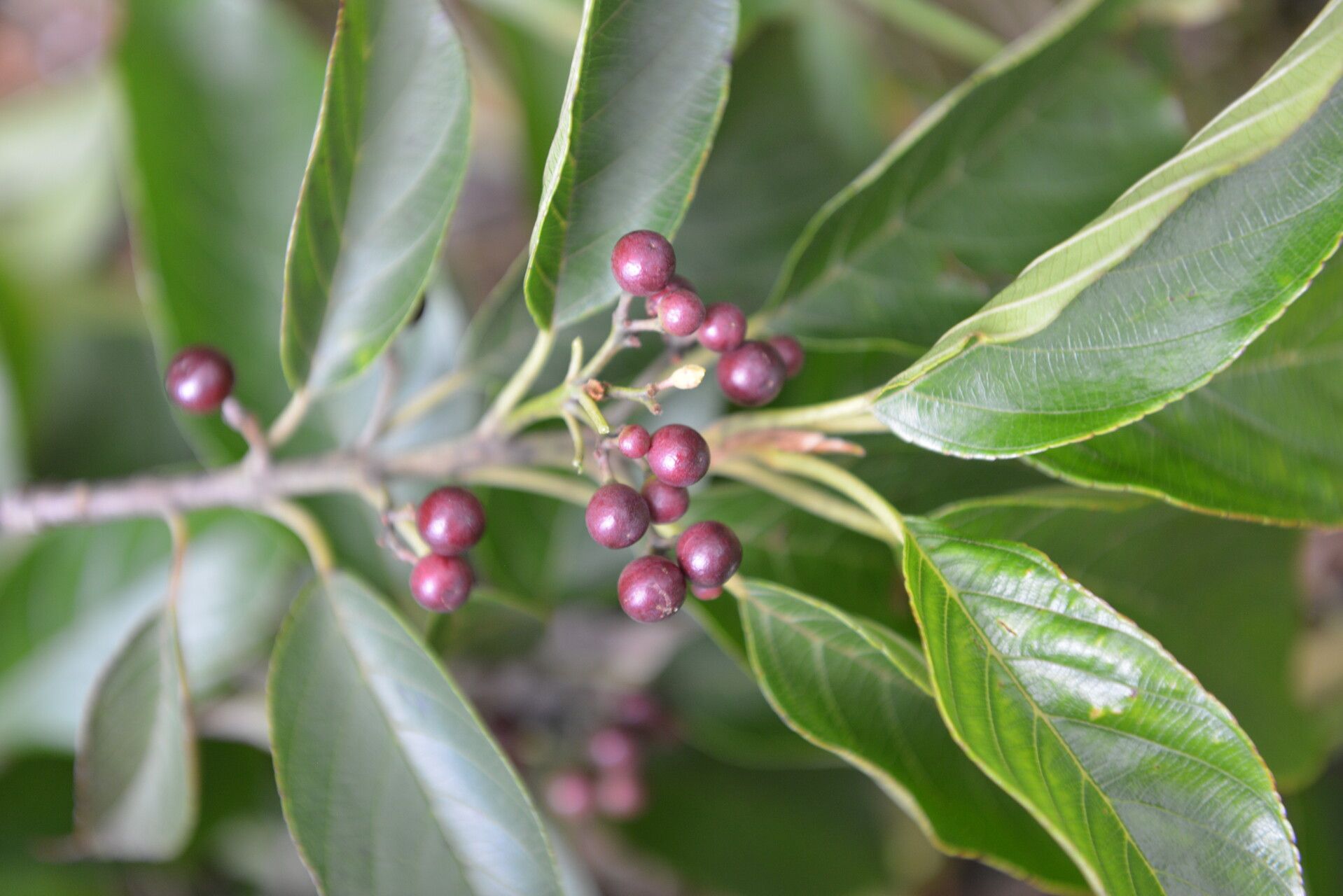 Frangula pendula fruit
