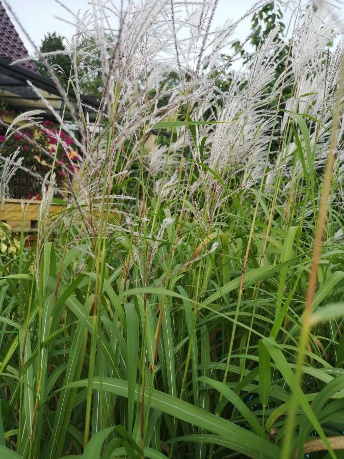 Miscanthus sacchariflorus flower
