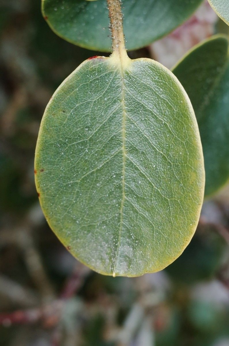 Rhododendron callimorphum leaf
