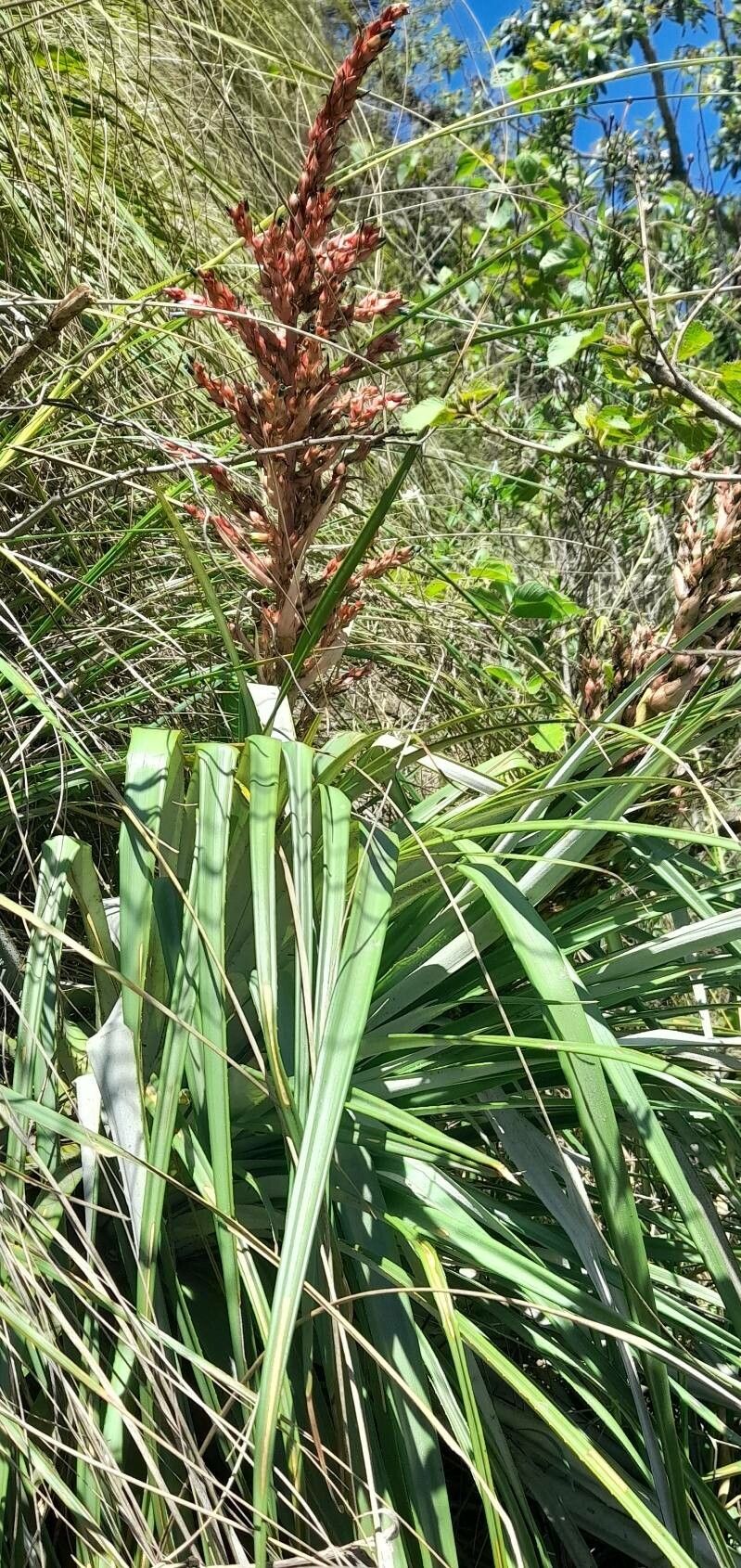 Puya lilloi habit