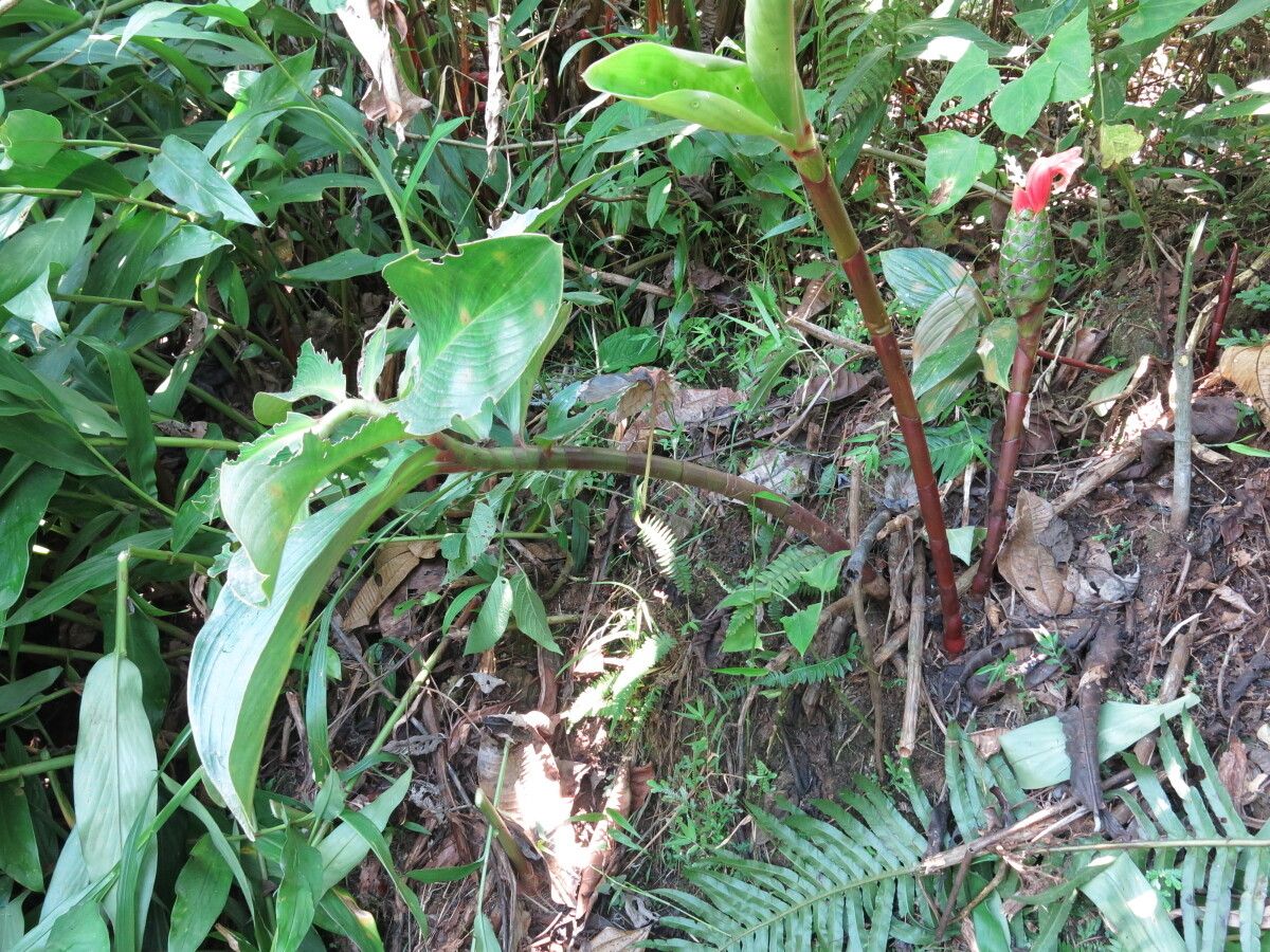Costus amazonicus habit