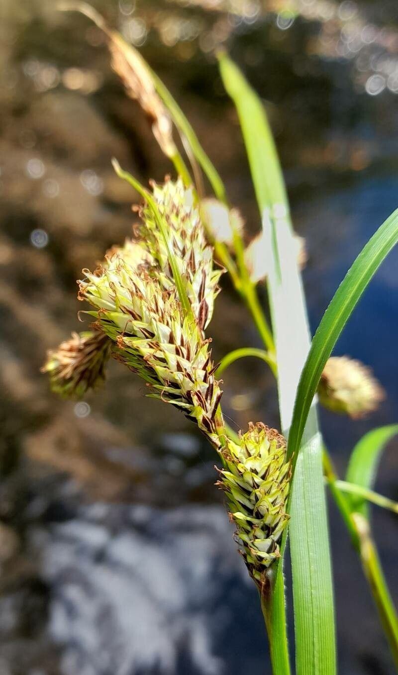 Carex banksii flower