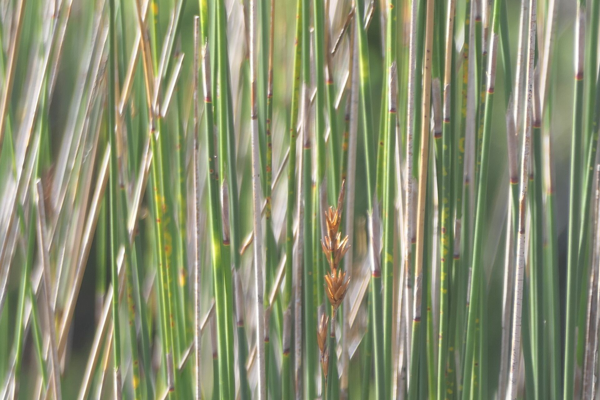 Thamnochortus insignis bark