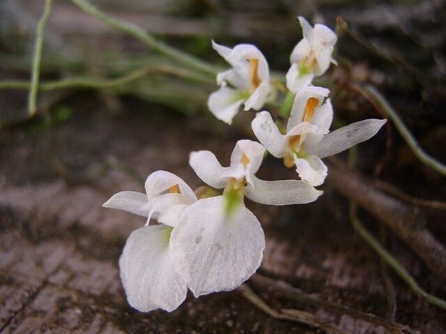 Microcoelia konduensis flower