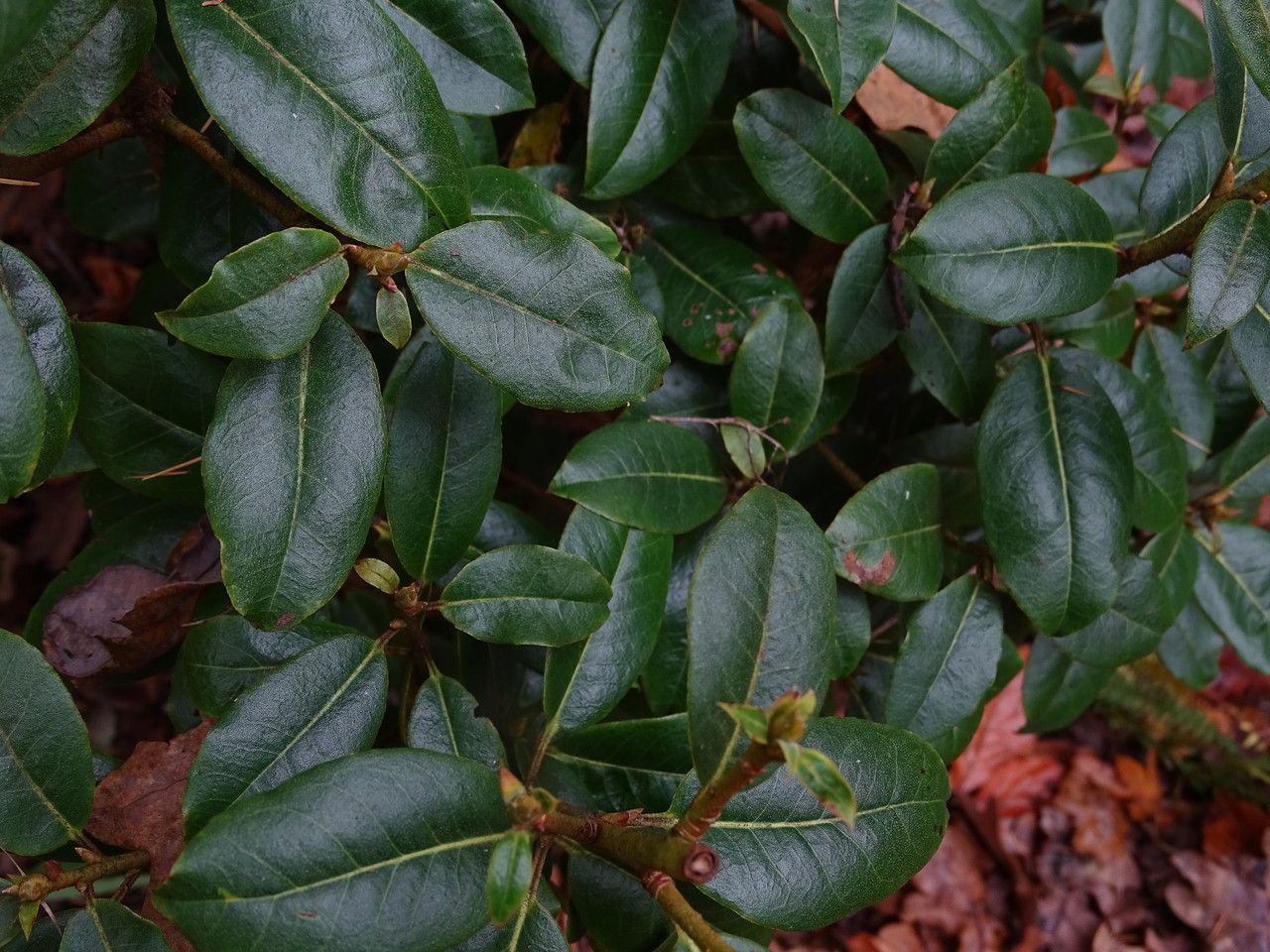 Rhododendron ambiguum — houseplant care guide