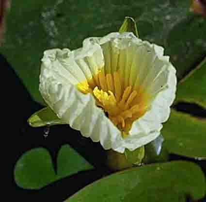 Ottelia ovalifolia — search result for 'Vanuatu'