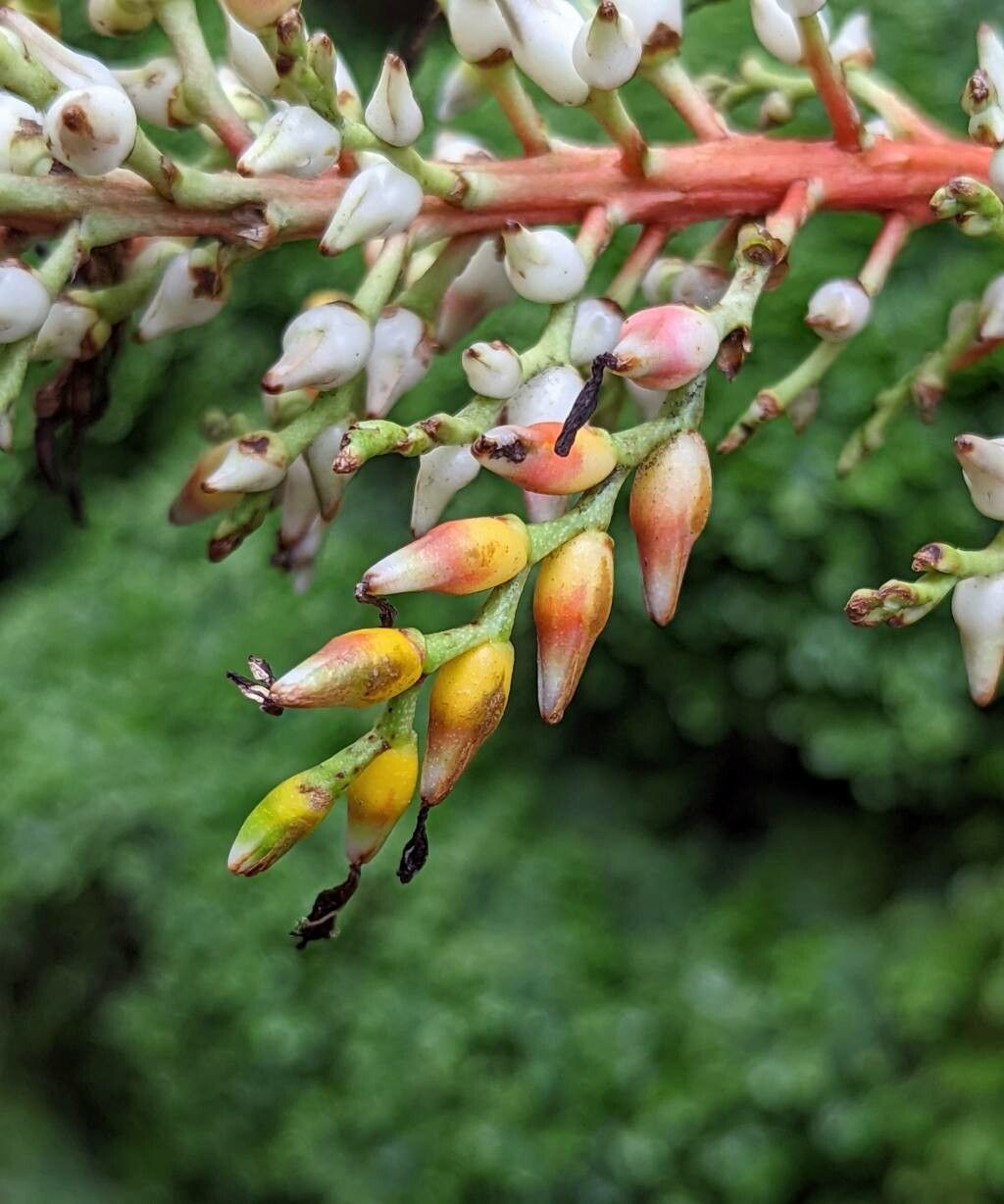 Aechmea servitensis fruit