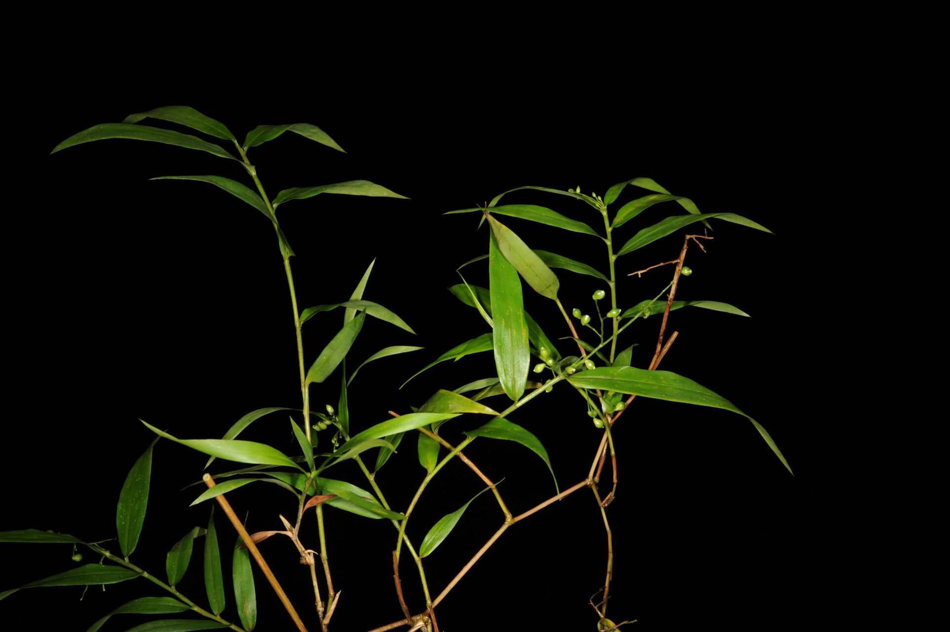 Lasiacis rugelii habit