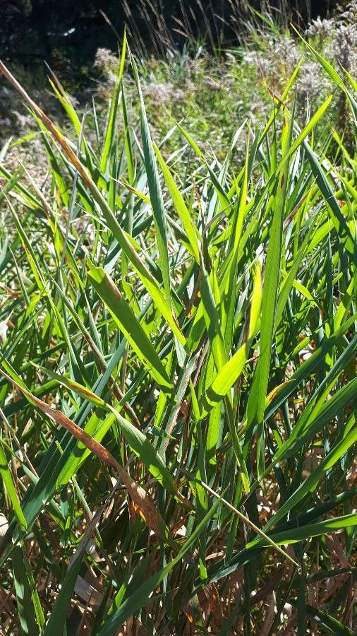 Urochloa maxima leaf