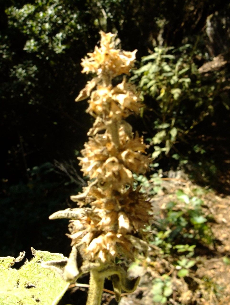 Sideritis canariensis fruit