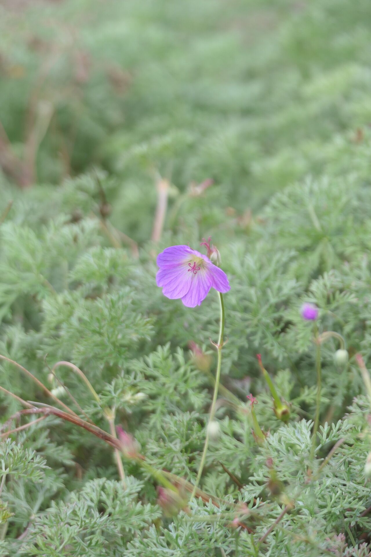 Geranium incanum flower