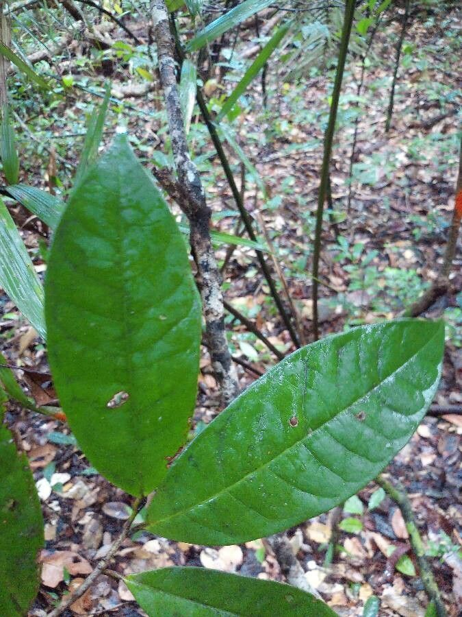 Anaxagorea dolichocarpa — search result for 'Anaxagorea'