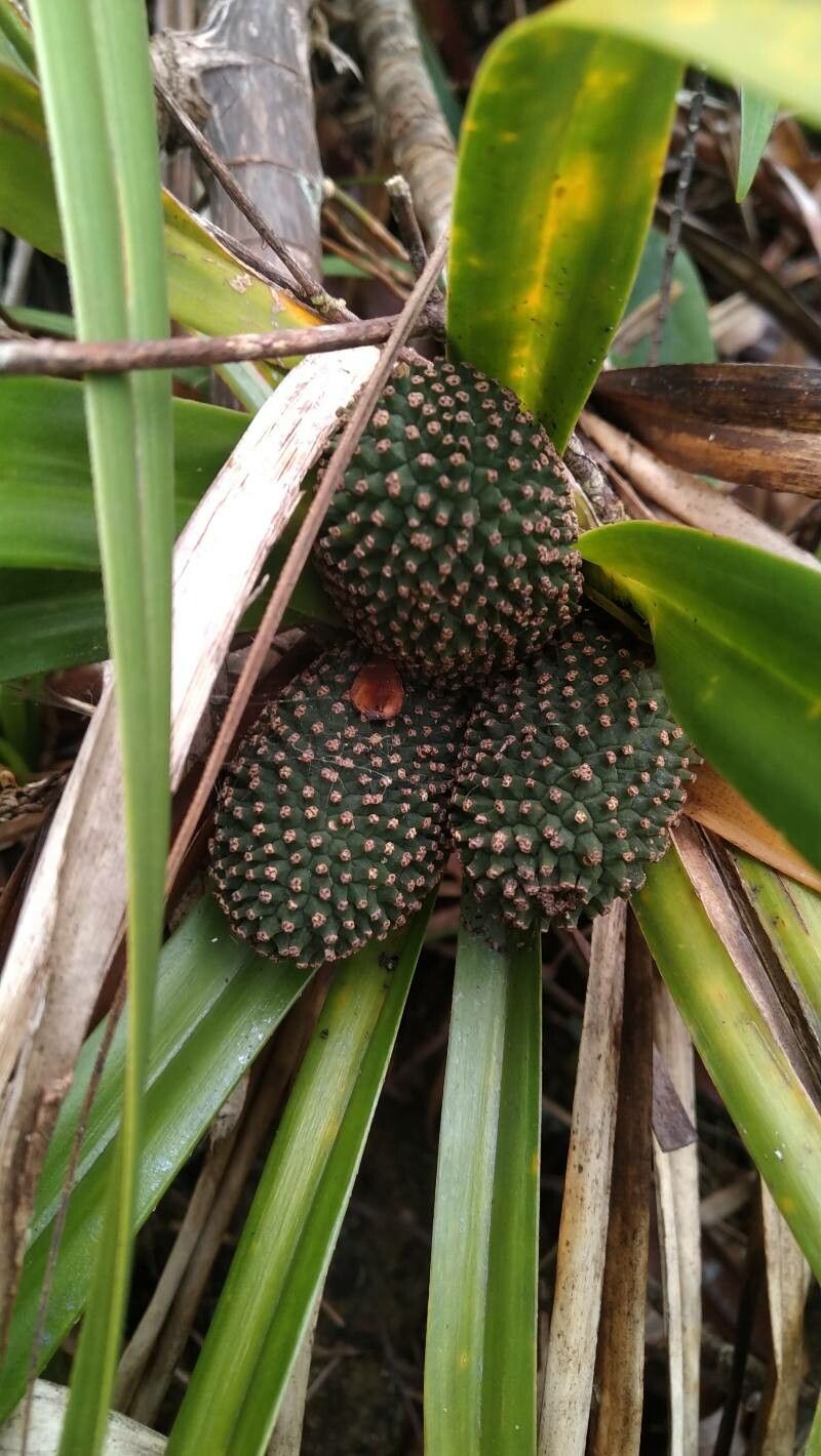 Freycinetia lorifolia — houseplant care guide