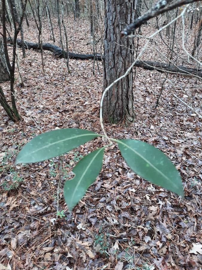 Osmanthus americanus leaf
