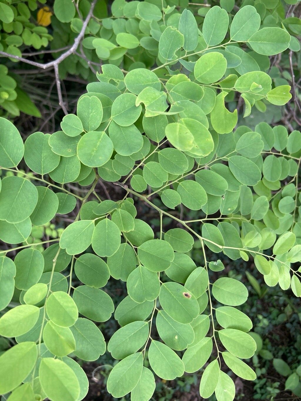 Dalbergia sericea — search result for 'Dalbergia'