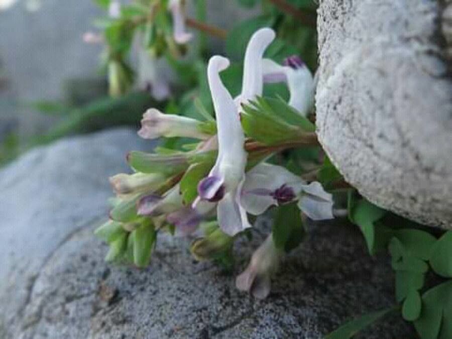 Corydalis triternata — houseplant care guide