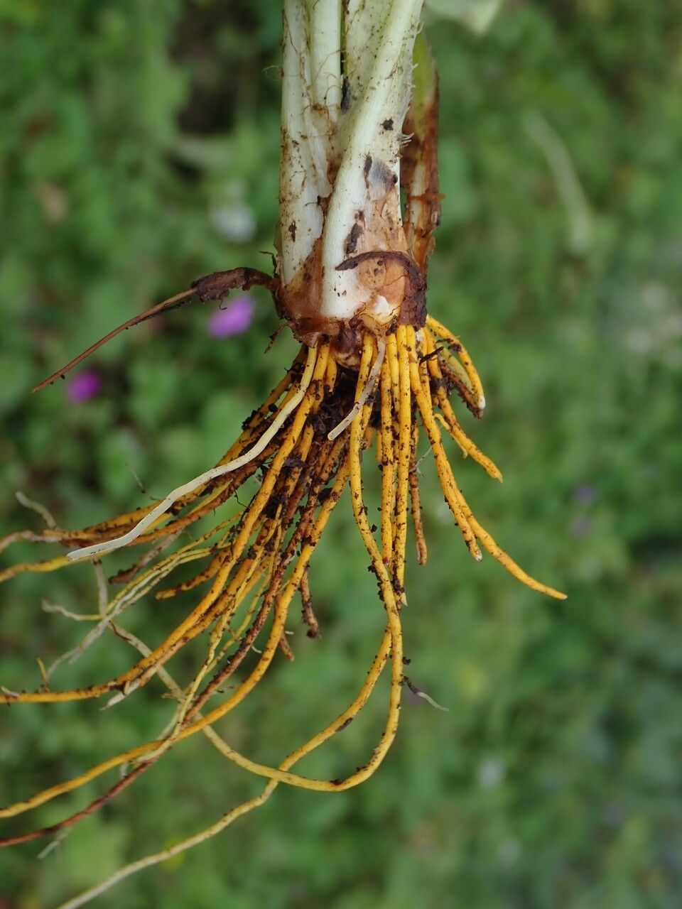 Parnassia nubicola other