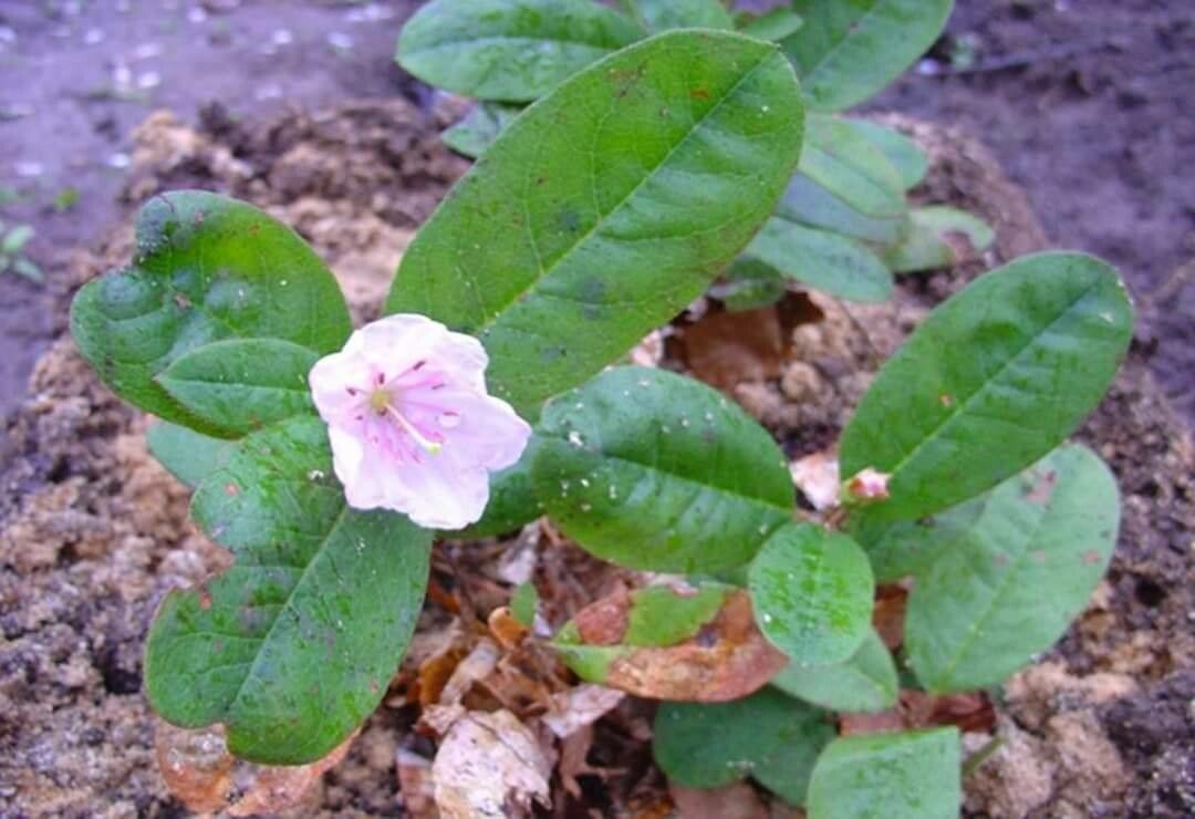 Rhododendron minus flower