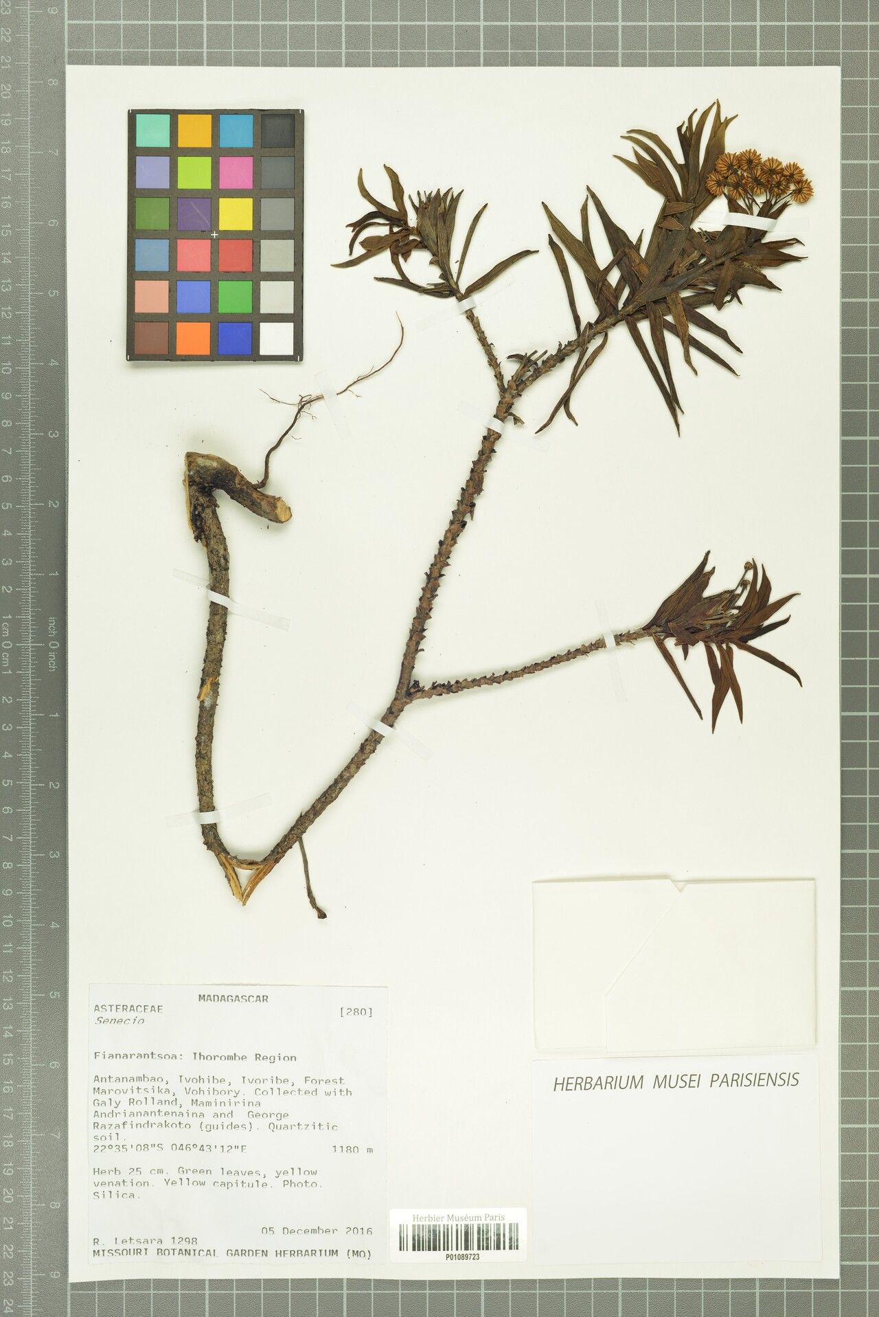 Psiadia dracaenifolia — houseplant care guide