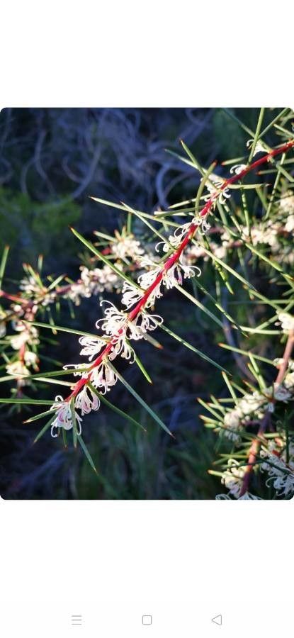 Hakea sericea flower