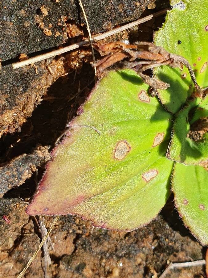 Craterostigma plantagineum leaf