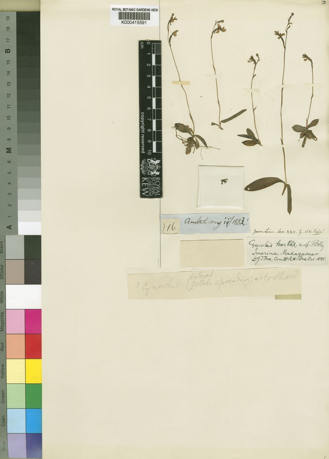 Cynorkis tenella — houseplant care guide