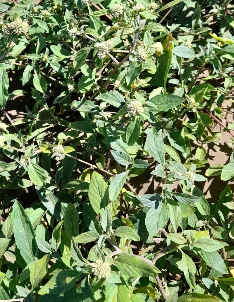Gomphrena martiana habit