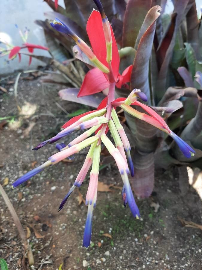 Billbergia vittata flower