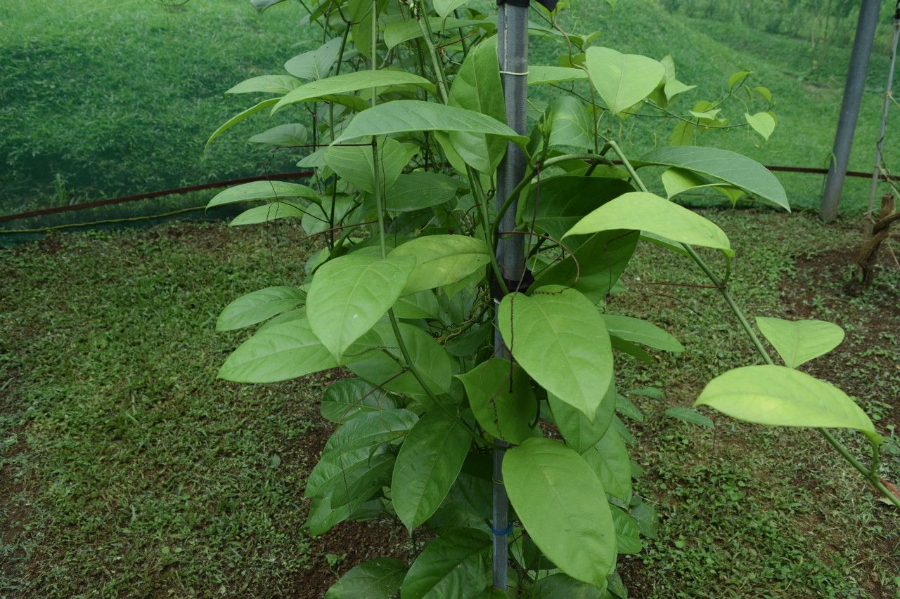 Passiflora ambigua leaf