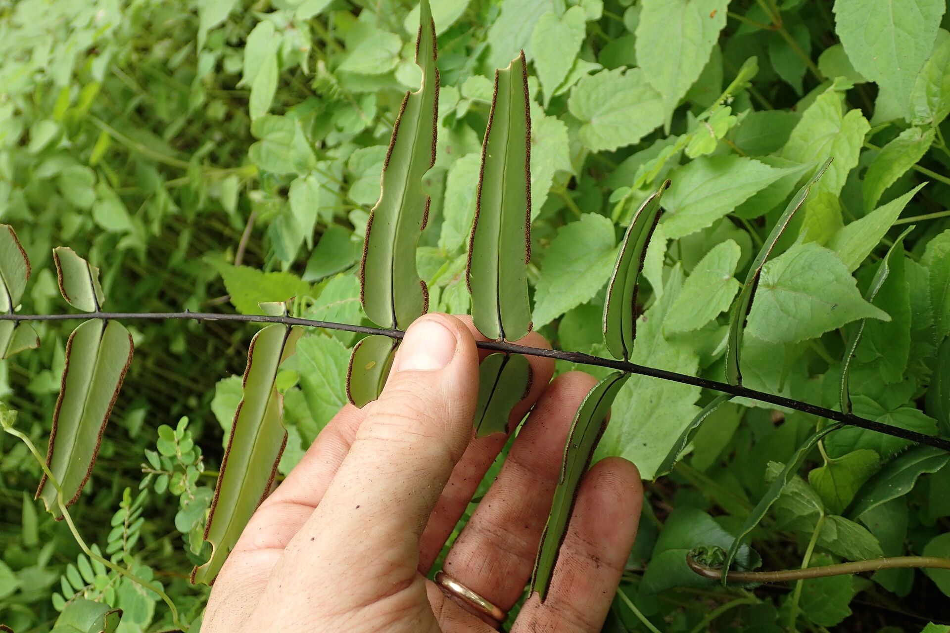 Hemionitis doniana — houseplant care guide