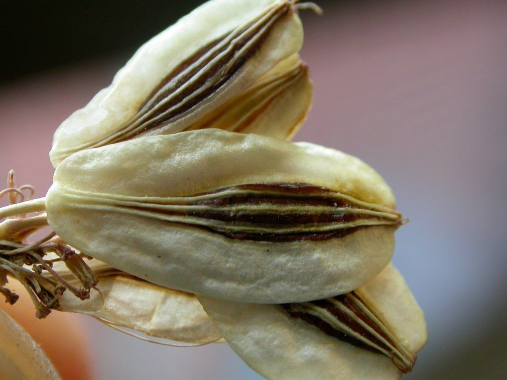 Lomatium triternatum fruit