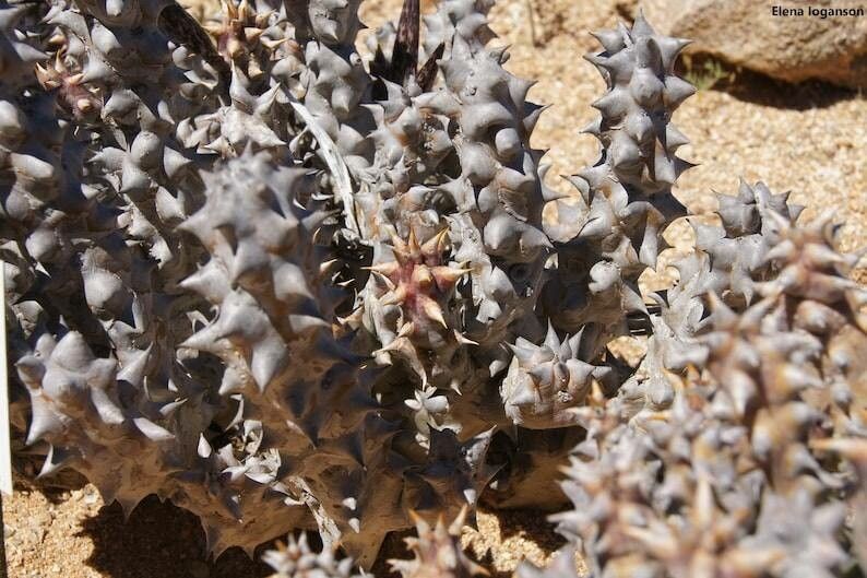 Quaqua mammillaris leaf