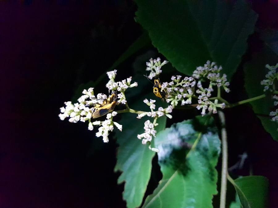 Cordia panamensis flower
