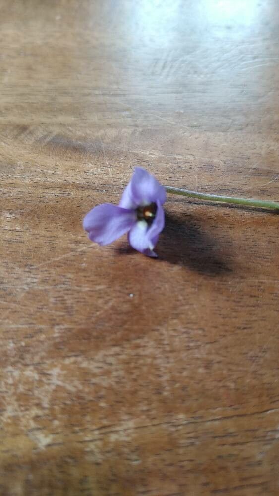 Viola × scabra flower