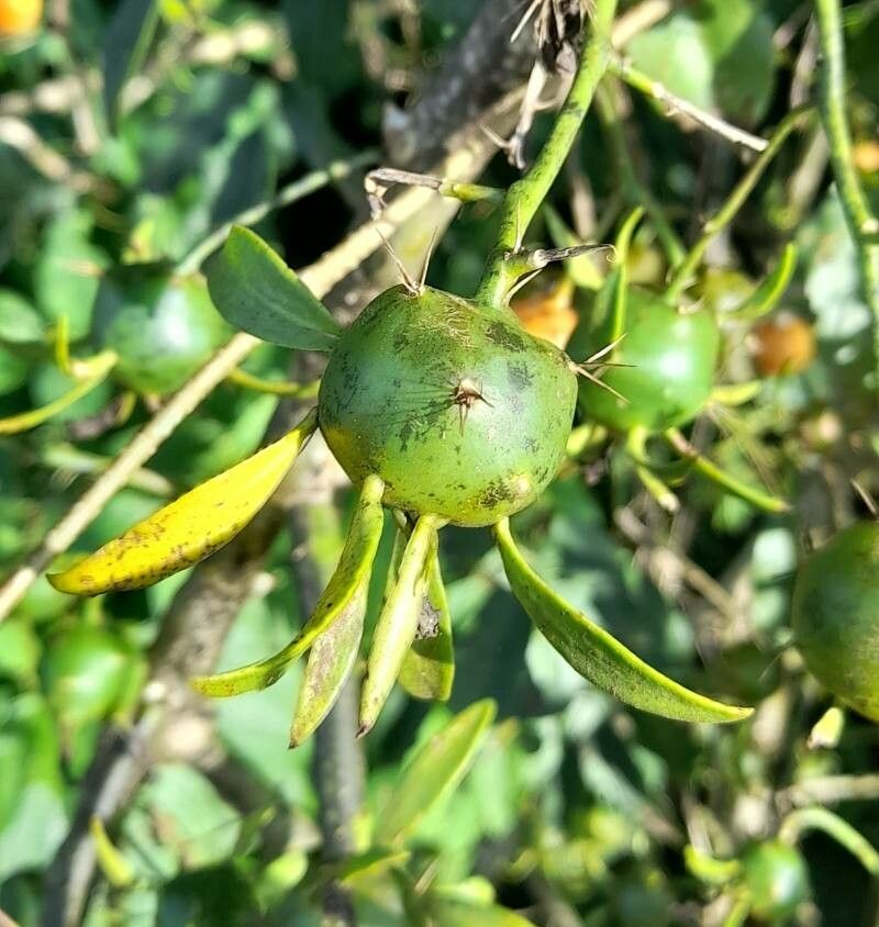 Pereskia aculeata fruit