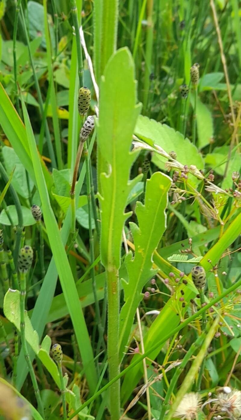 Erigeron primulifolius leaf
