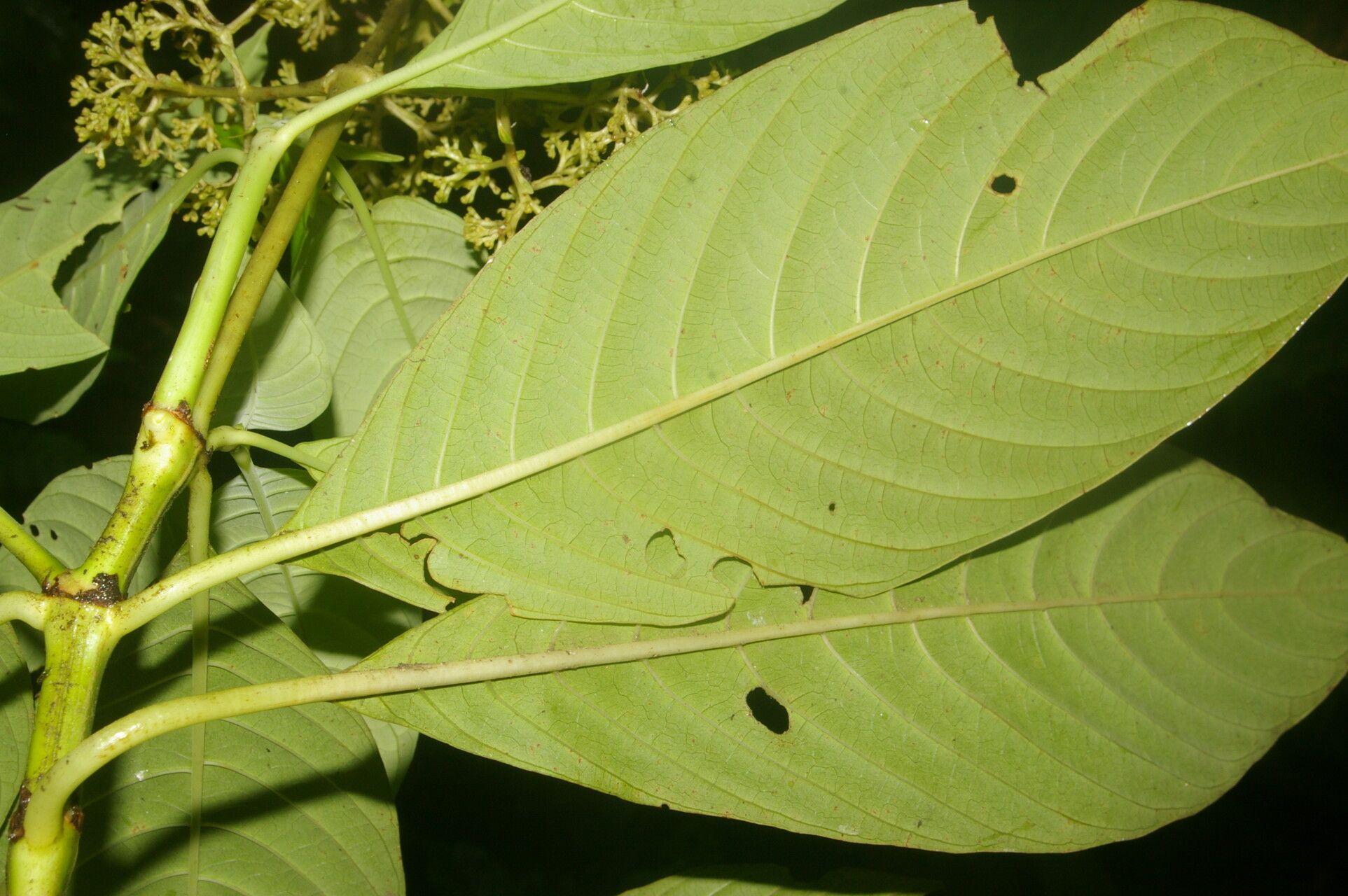 Psychotria berteroana leaf