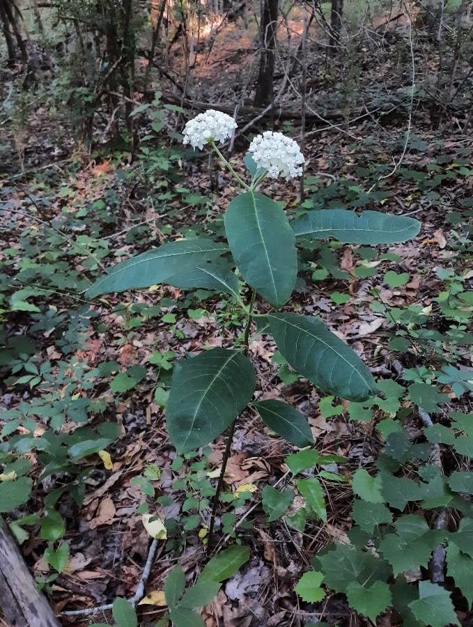 Asclepias variegata habit