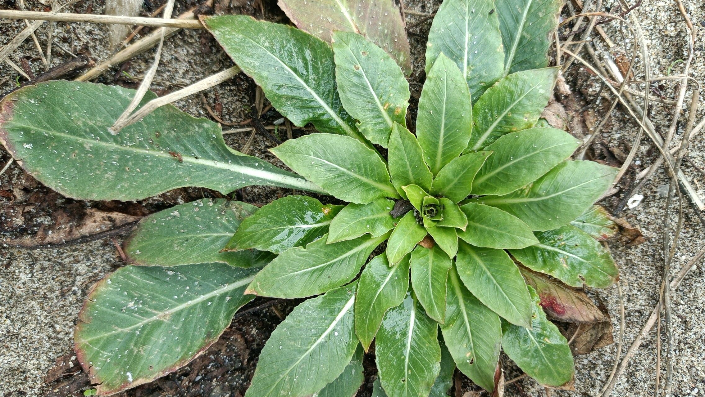 Oenothera argillicola