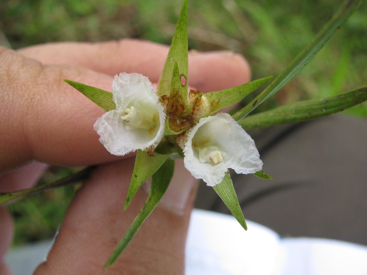 Elleanthus caricoides other