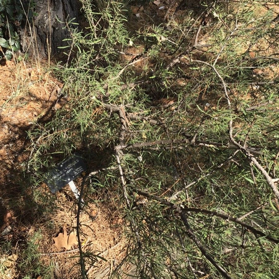 Rhamnus lycioides leaf